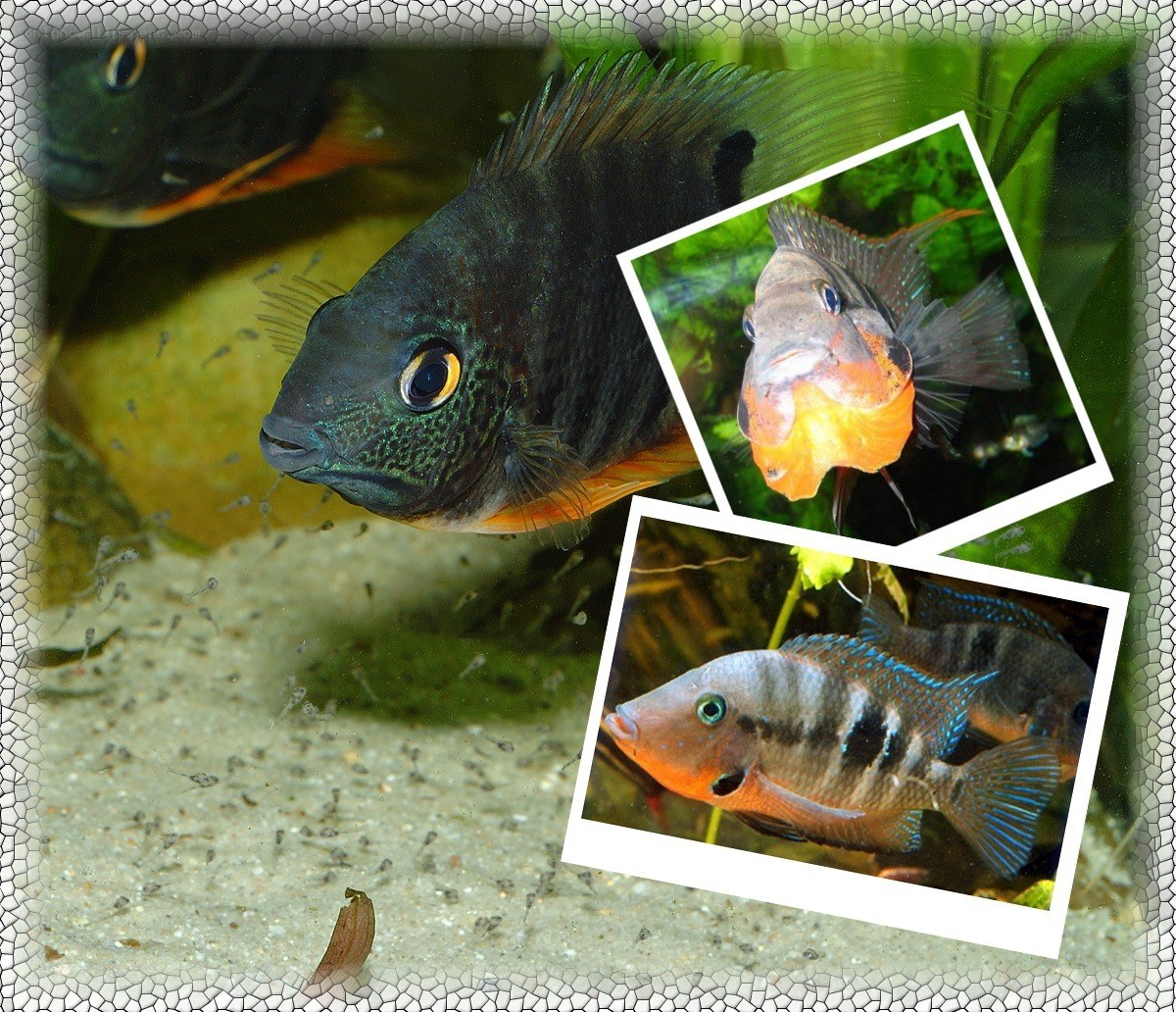 Cichlid fish in aquarium