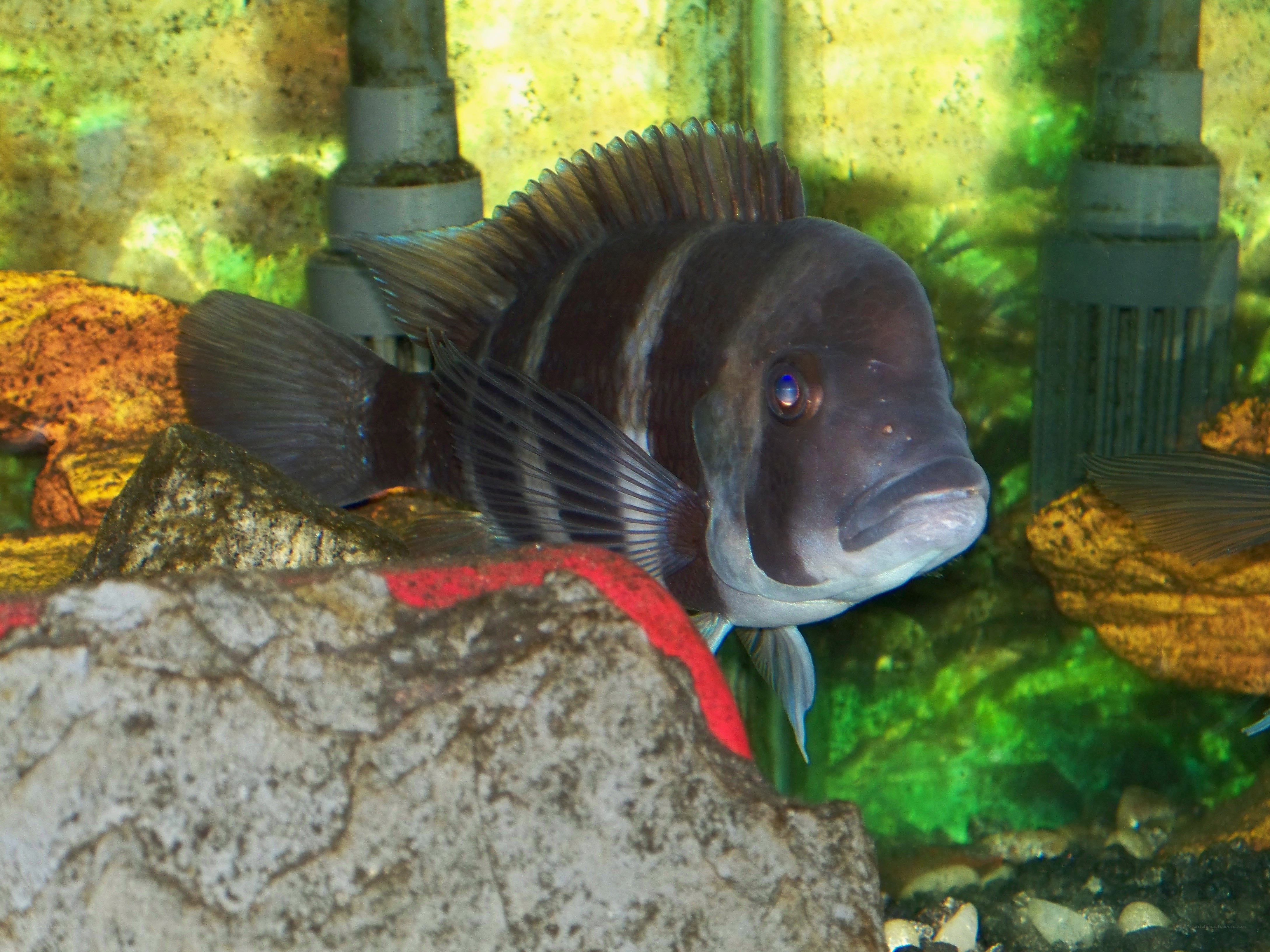Cichlid fish in aquarium