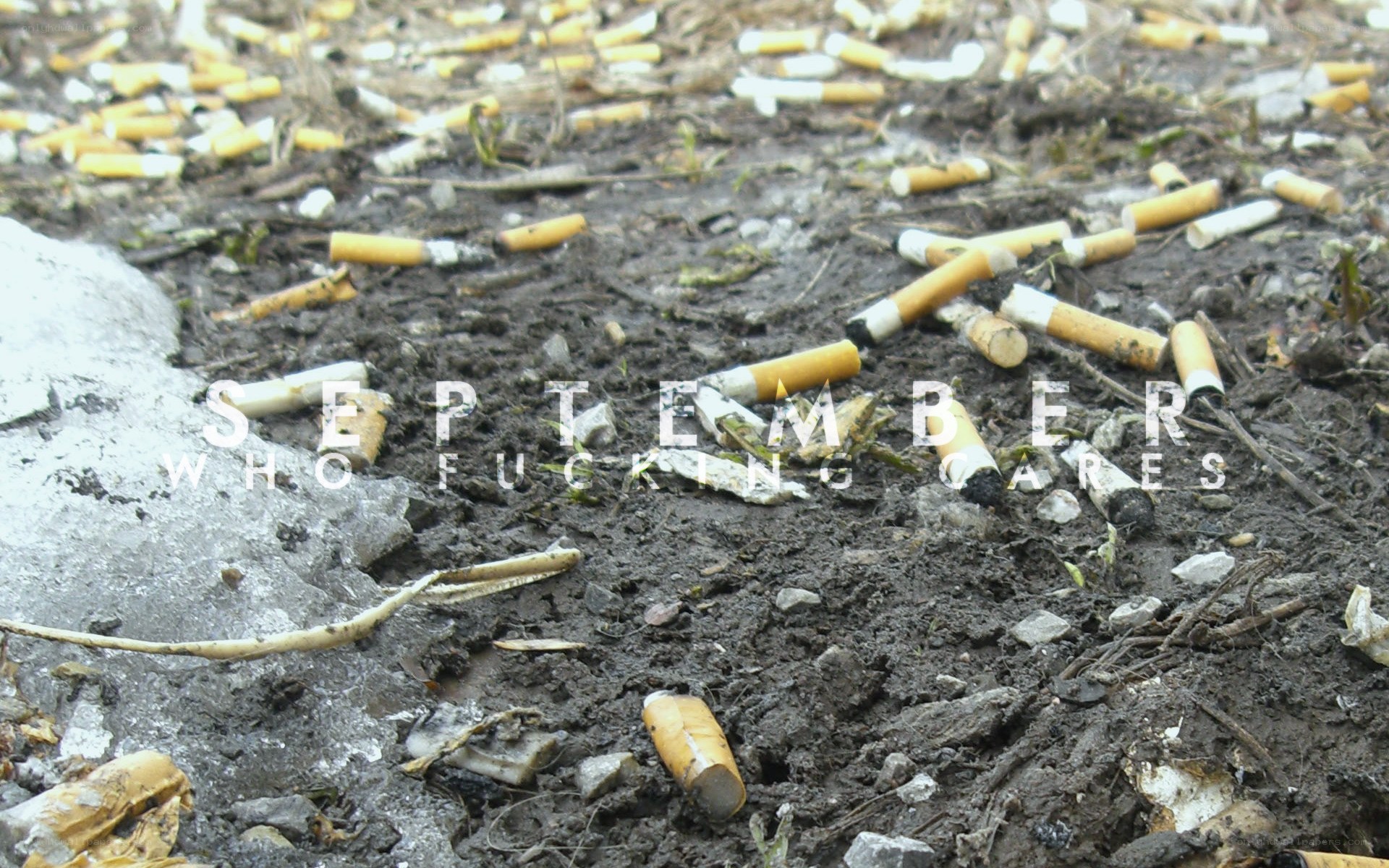 Cigarette butts on the ground