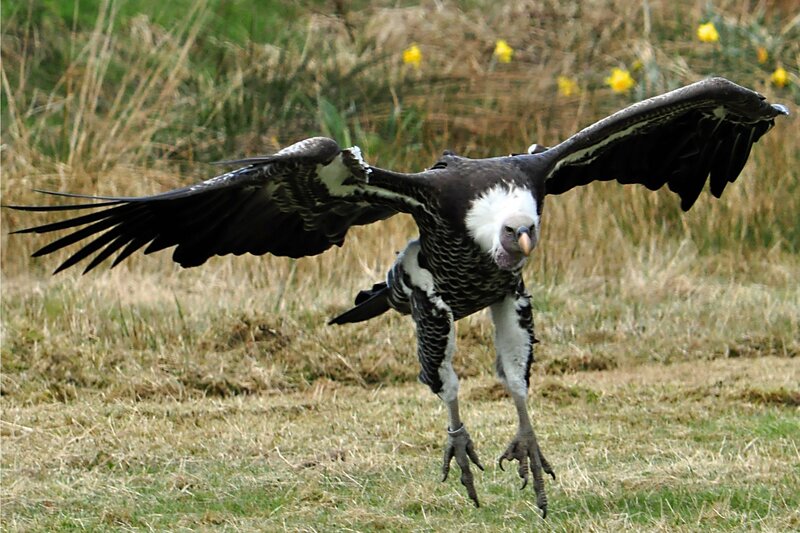 Cinereous Vulture in Flight