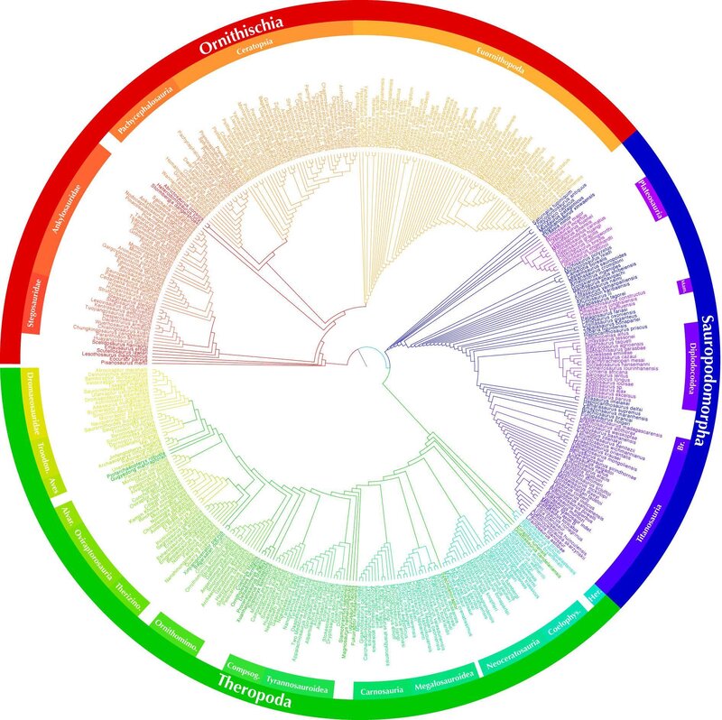 Circular dinosaur phylogeny chart