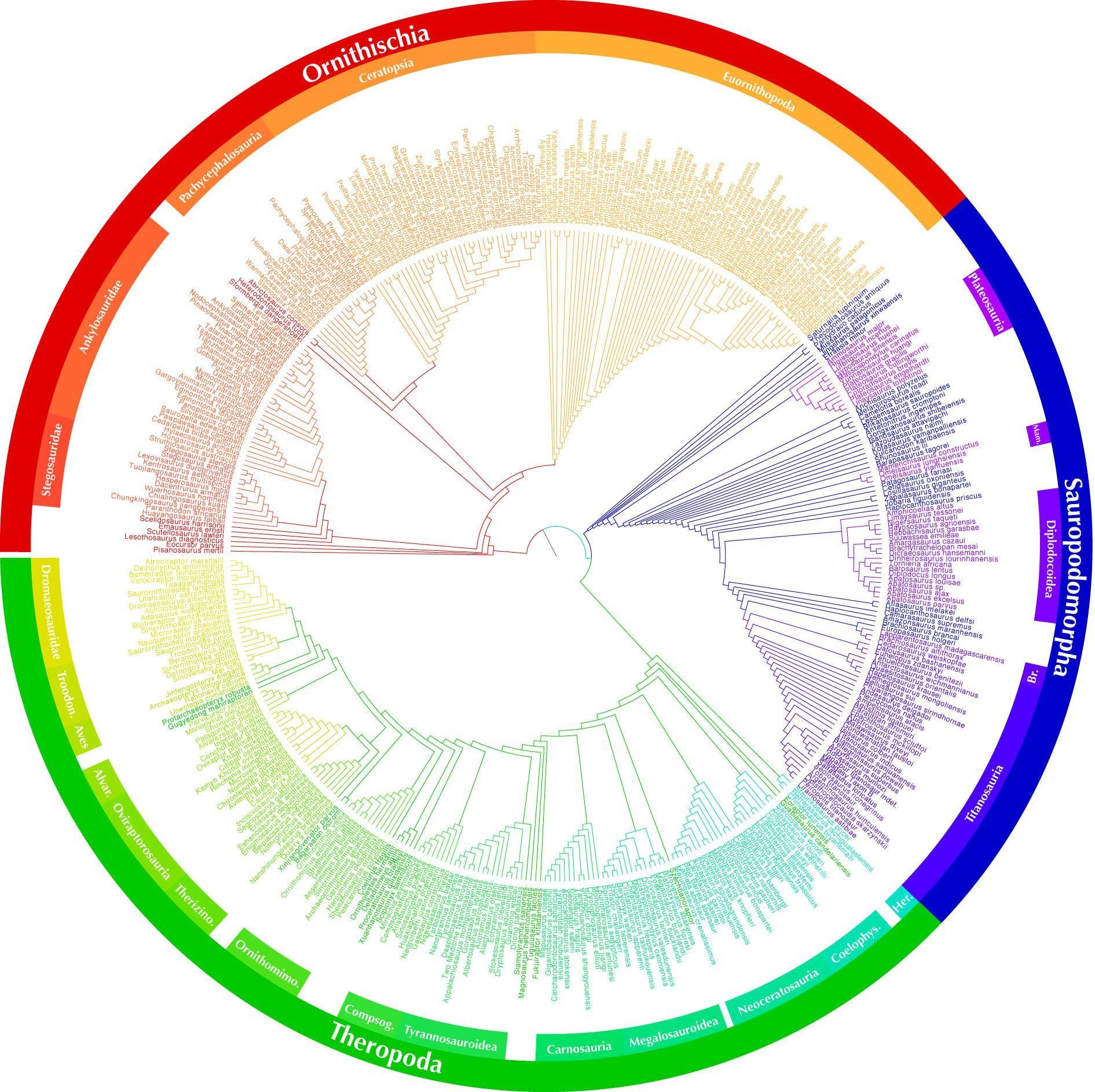 Circular dinosaur phylogeny chart