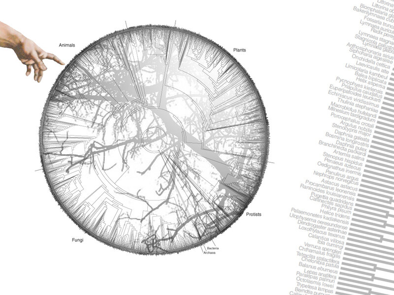Circular phylogenetic tree
