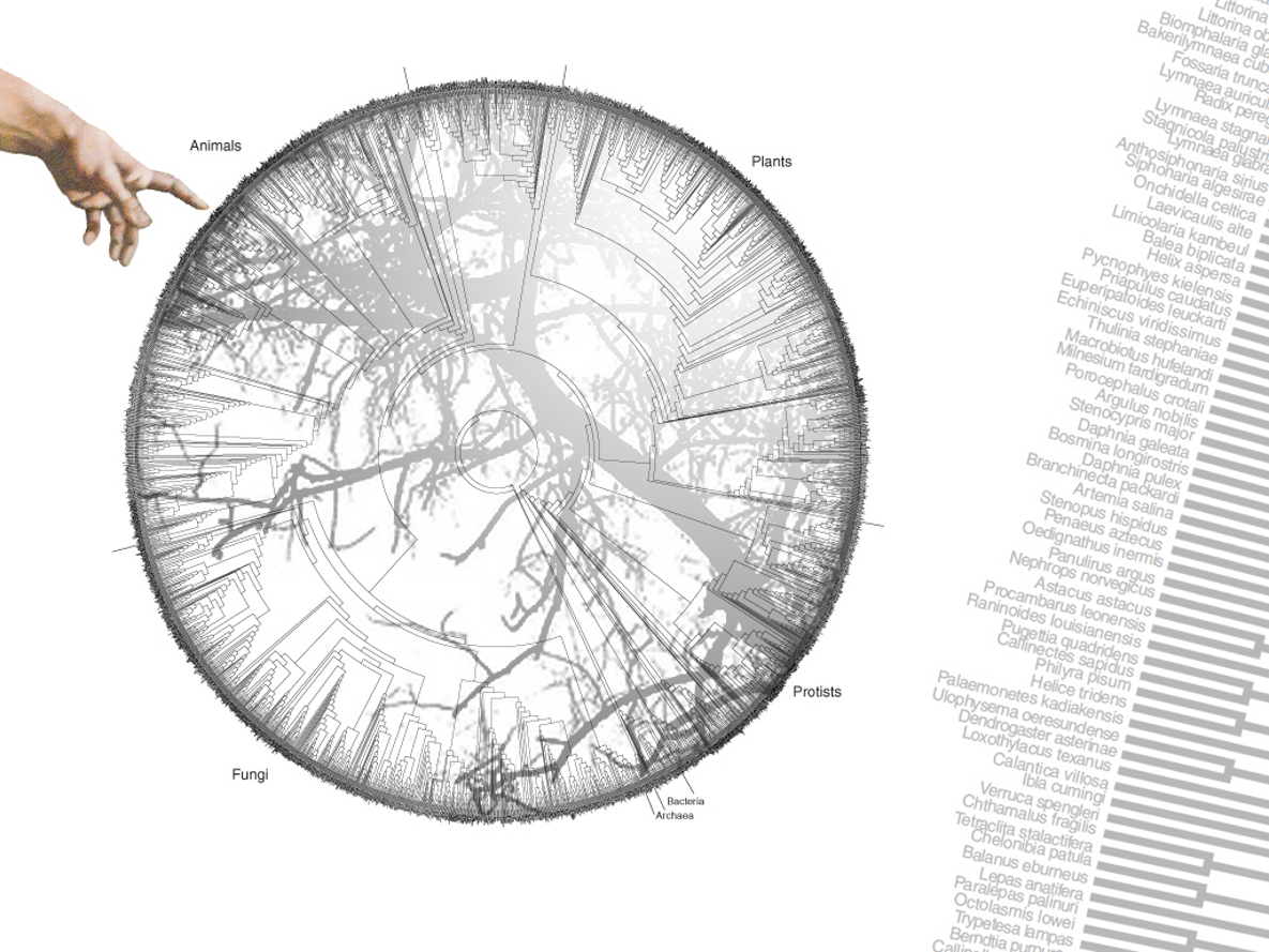 Circular phylogenetic tree
