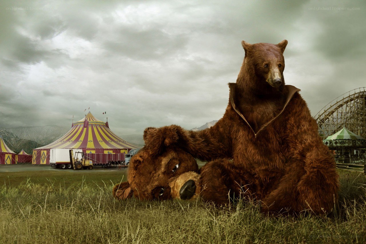Circus bears in a field