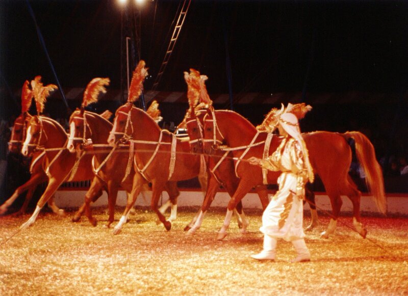 Circus Horse Performance