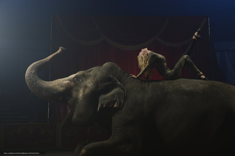 Circus performer on elephant