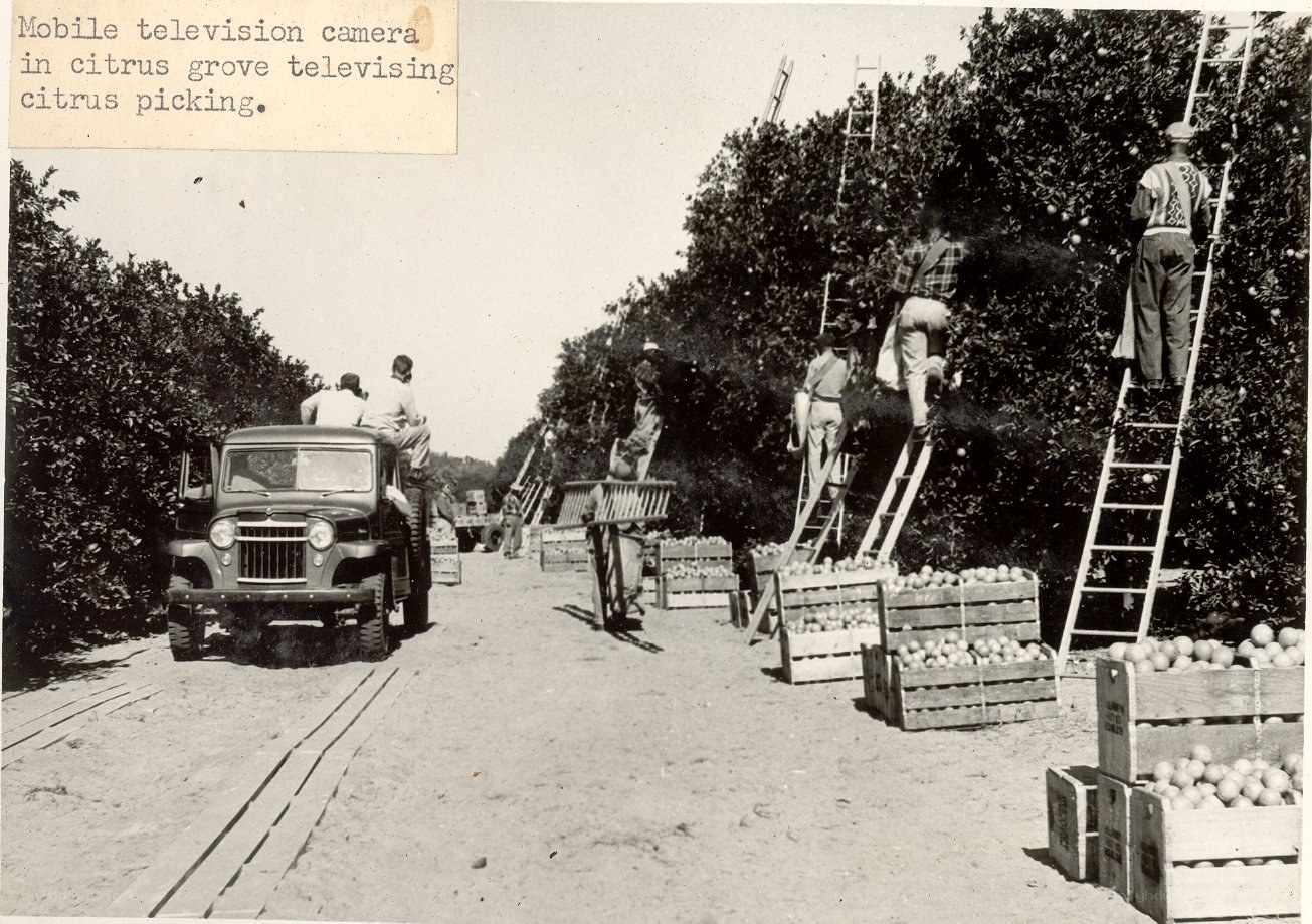 Citrus picking in a grove