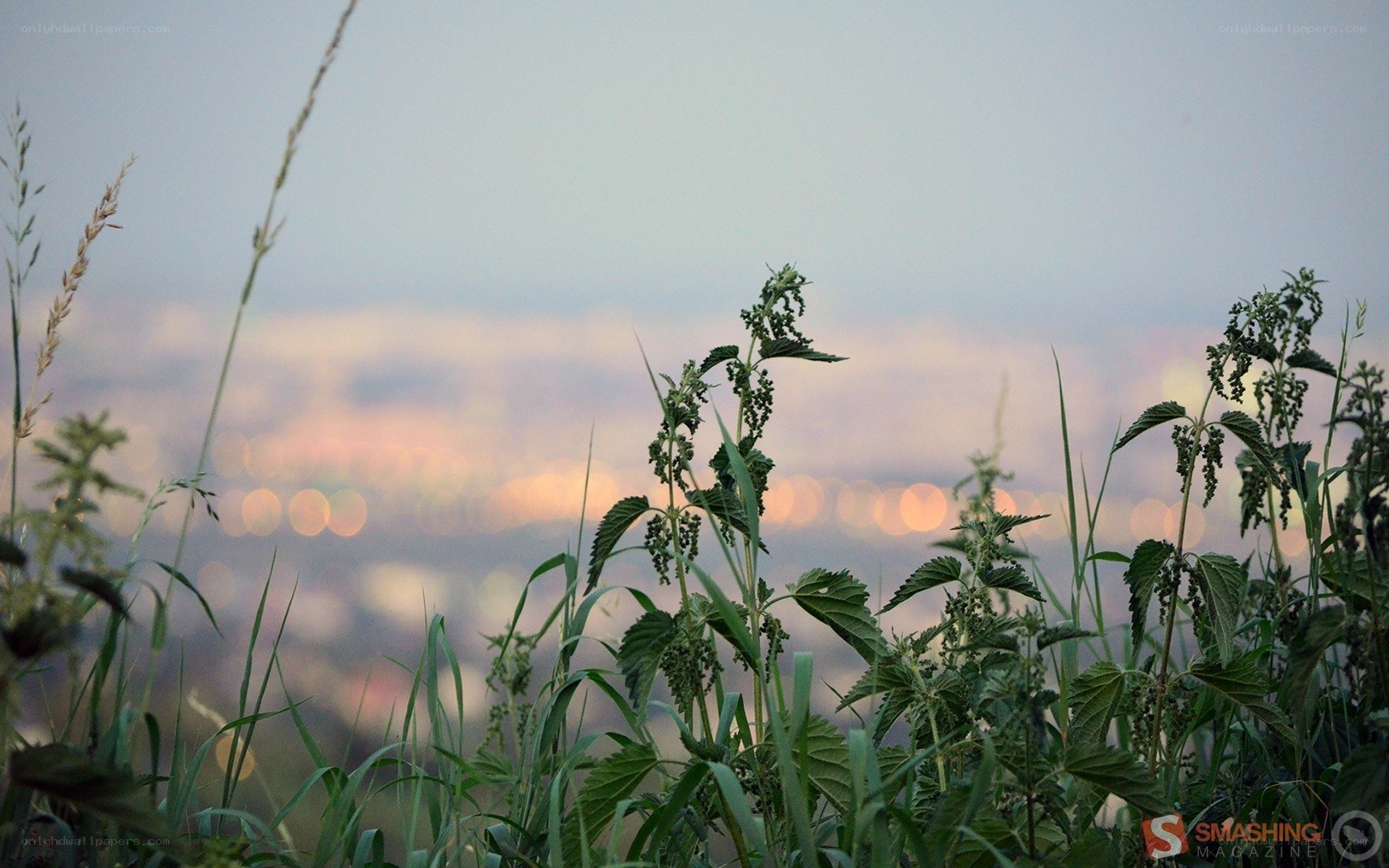 City lights at dusk through grass