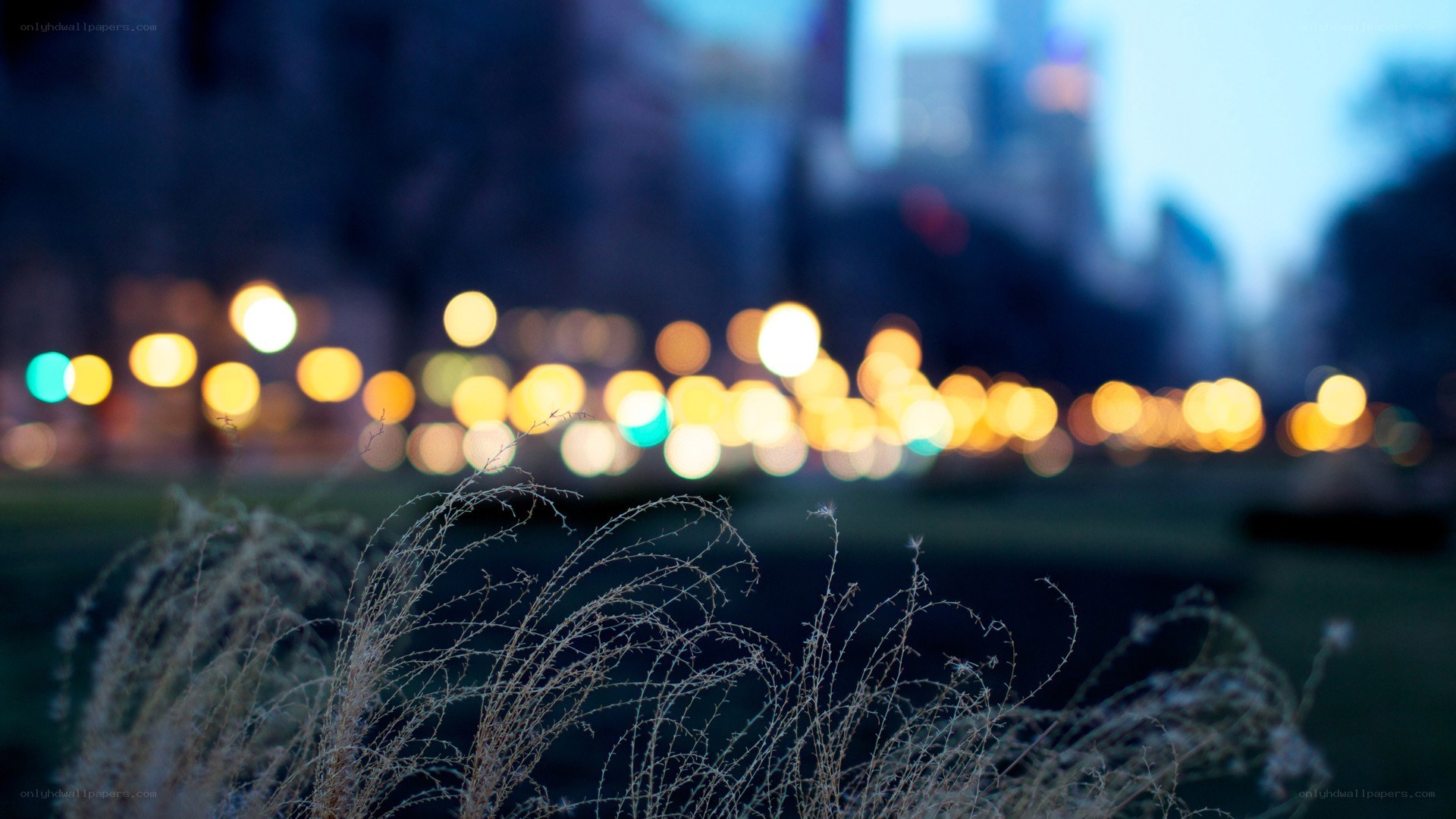 City lights at dusk with grass