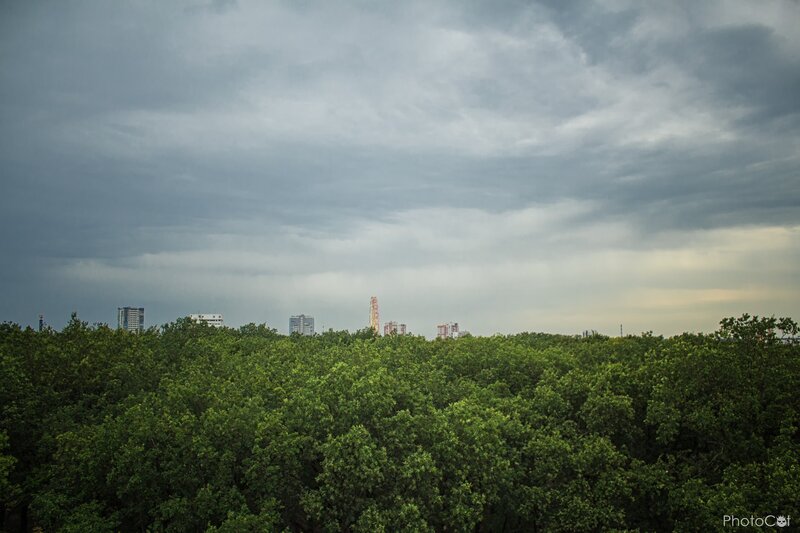 City Skyline Behind Trees — Green, Overcast