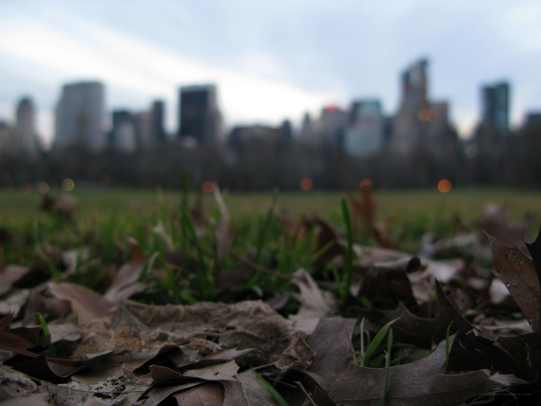 City skyline from park grass