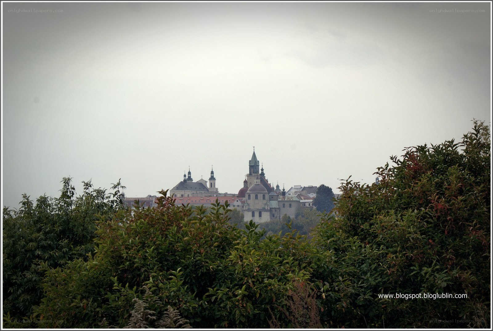 city skyline through foliage