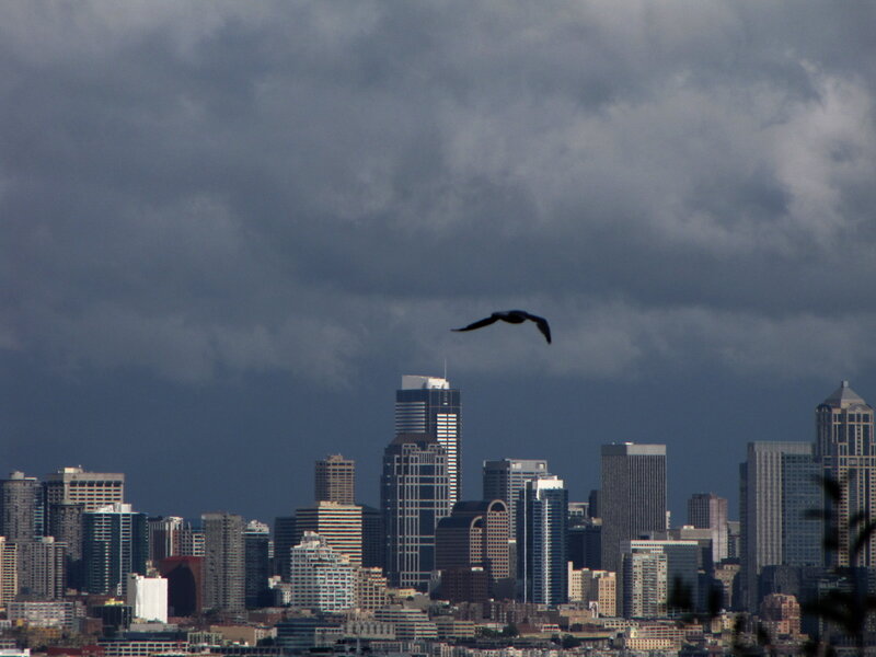 City skyline with bird in flight