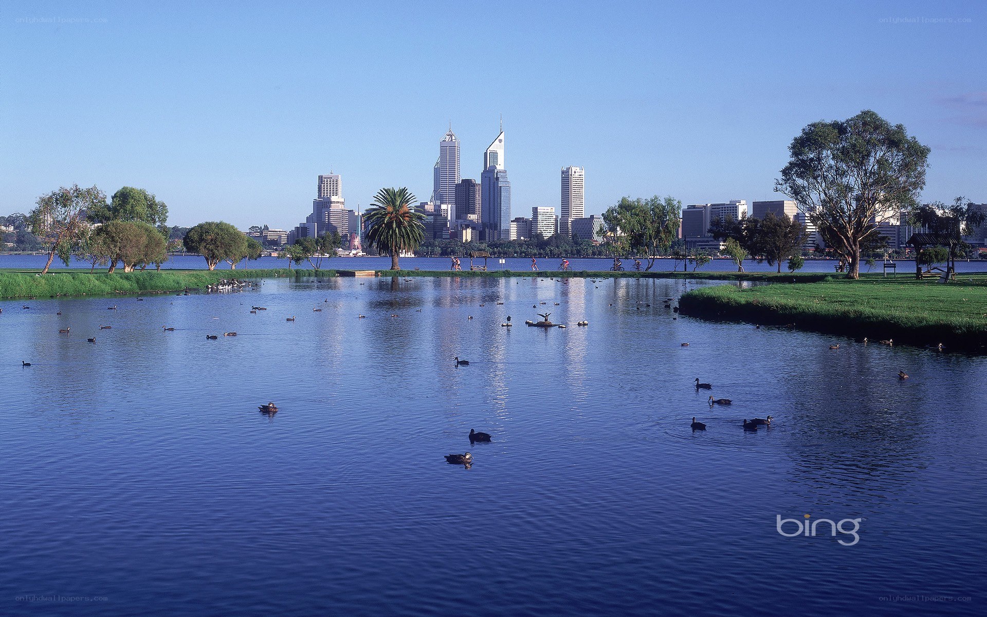 City skyline with lake and ducks