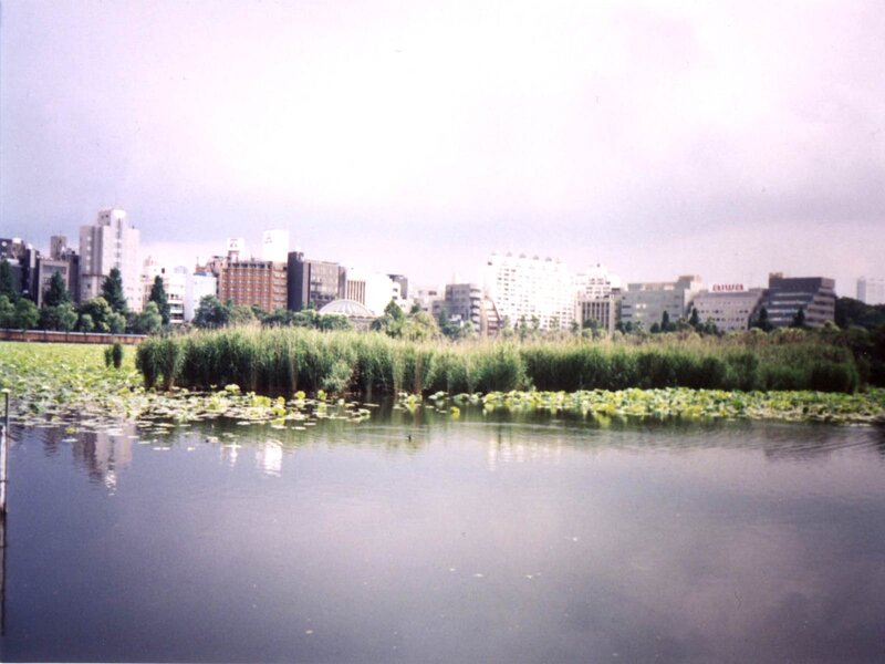 City skyline with pond and reeds