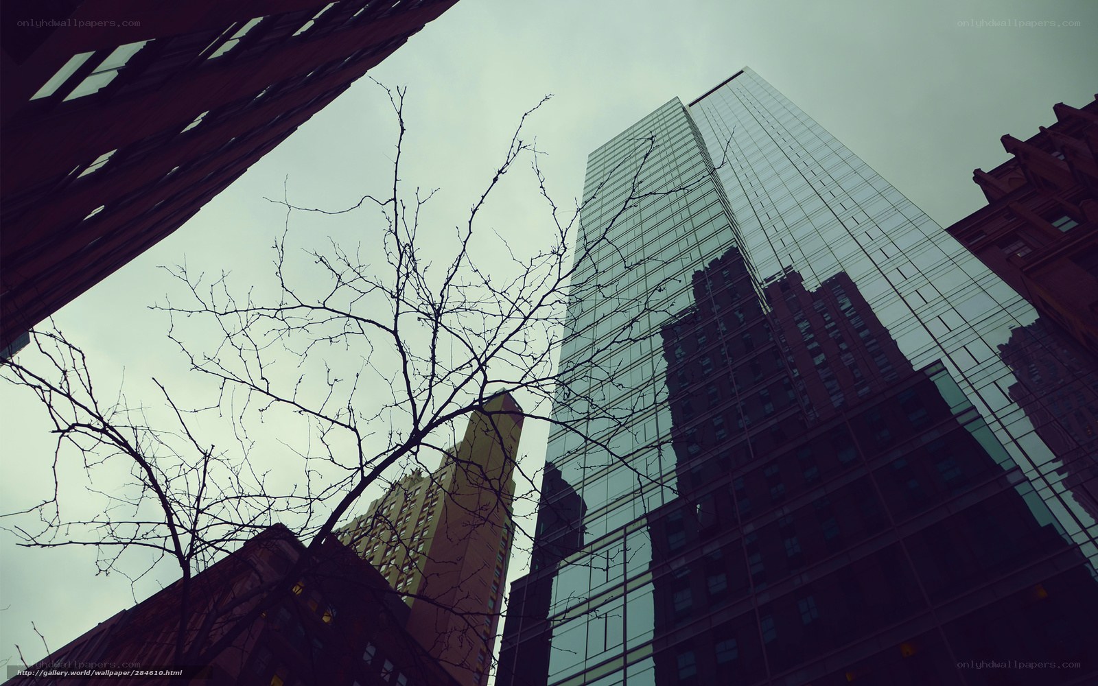 City skyscrapers and bare branches