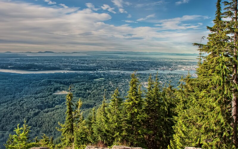 City View from Forest