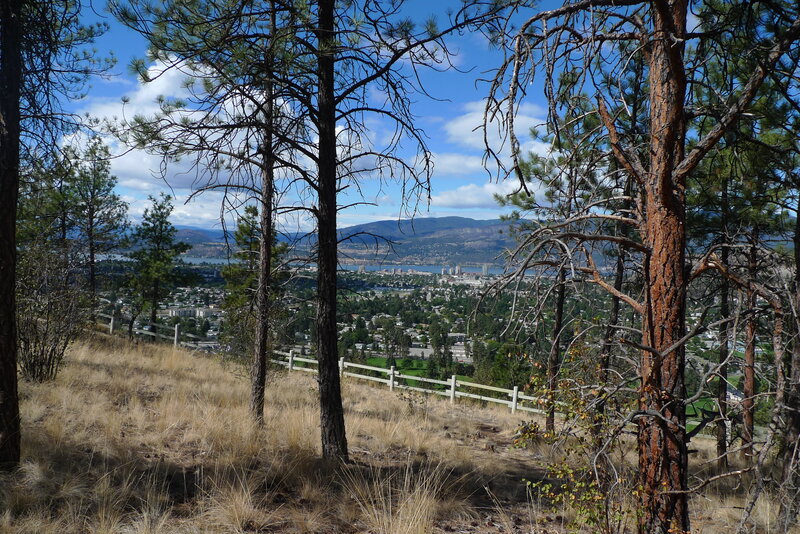 City view from forested hill