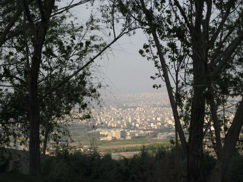 City View Through Trees — Green