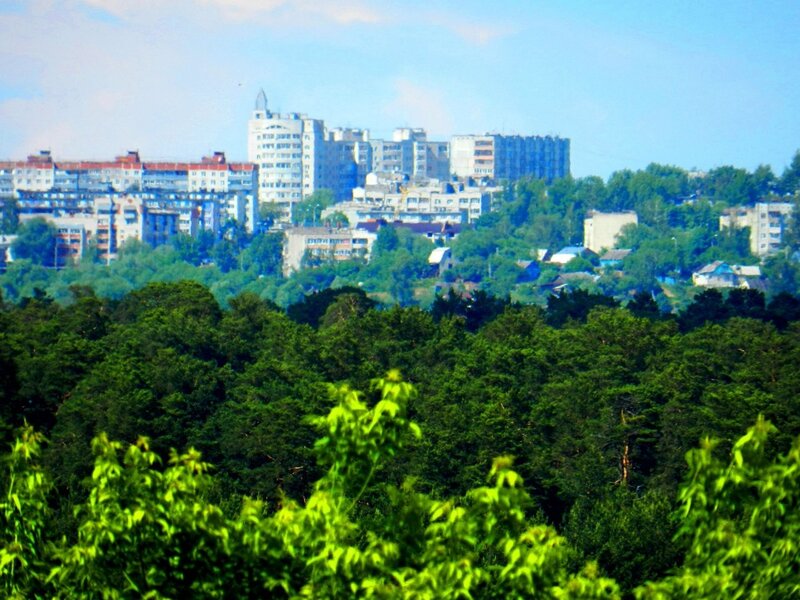 Cityscape Behind Forest