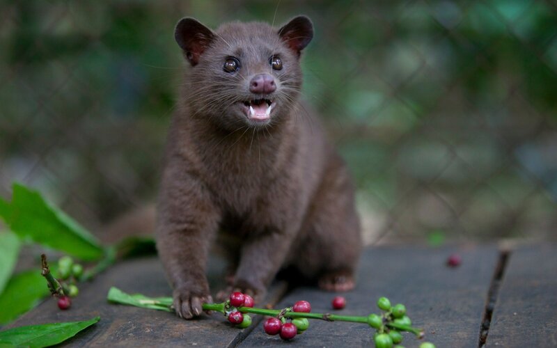 Civet with Coffee Cherries