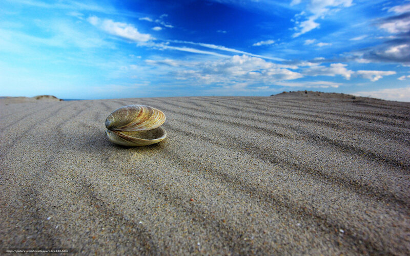 Clam on Sandy Beach