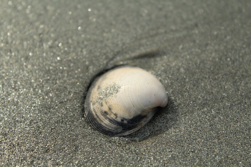 Clam Shell in Sand — Gray