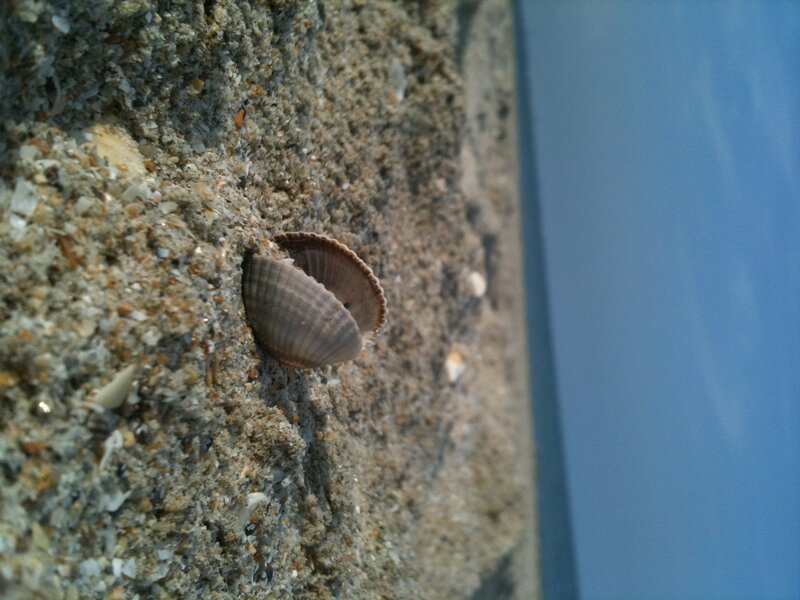 Clam Shell in Sand