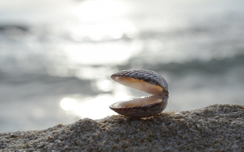 Clam shell on beach at sunset