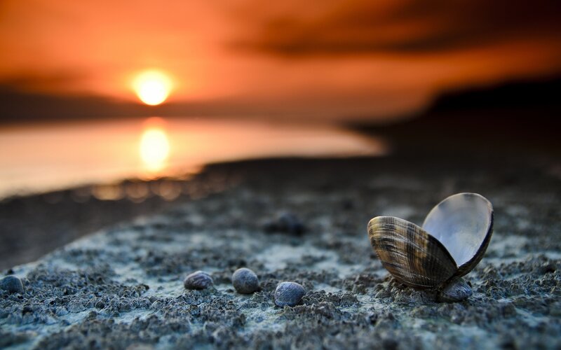 Clam Shell on Beach — Orange, Serene