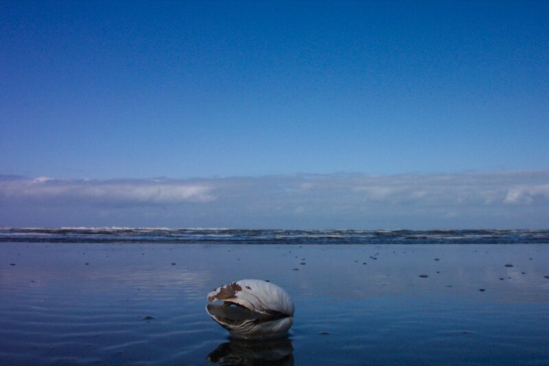 Clam Shell on Beach