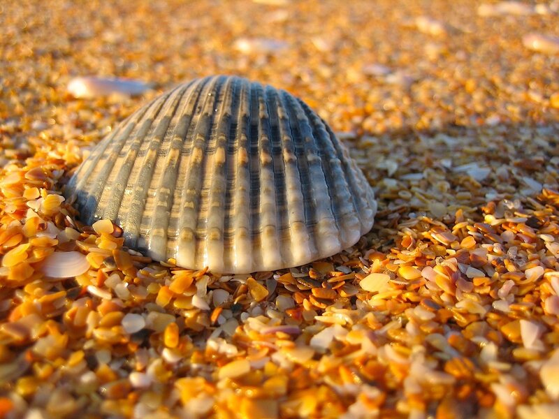Clam Shell on Beach — Yellow