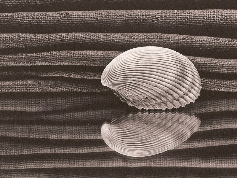 Clam Shell on Fabric