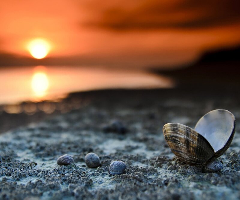 Clam Shell on Mudflat