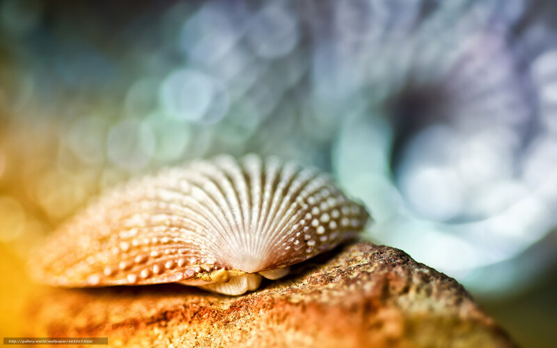 Clam Shell on Rock