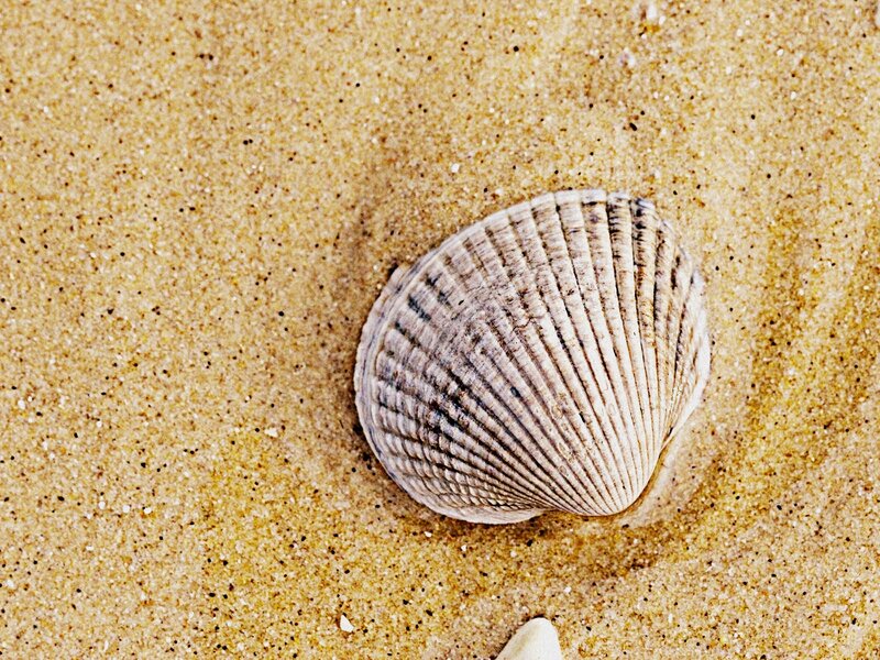 Clam Shell on Sand — Beige