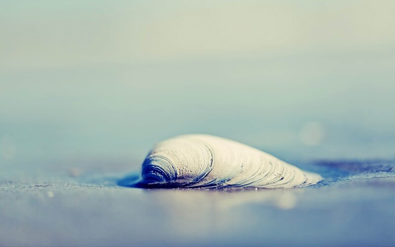 Clam Shell on Sand — Blue