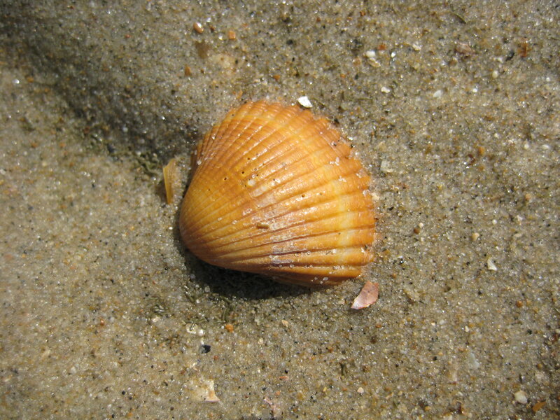 Clam Shell on Sand — Brown