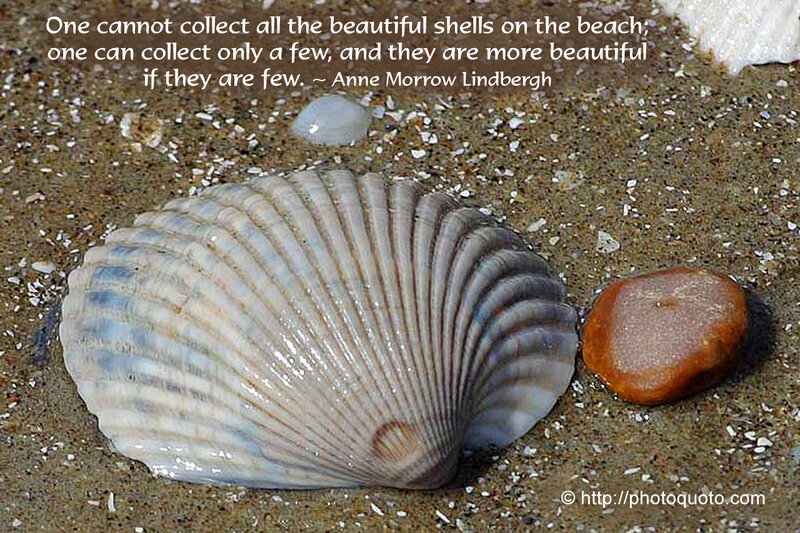 Clam Shell on Sand — Gray