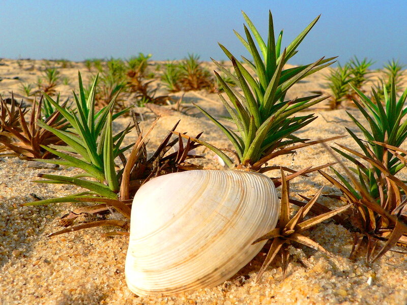 Clam Shell on Sand