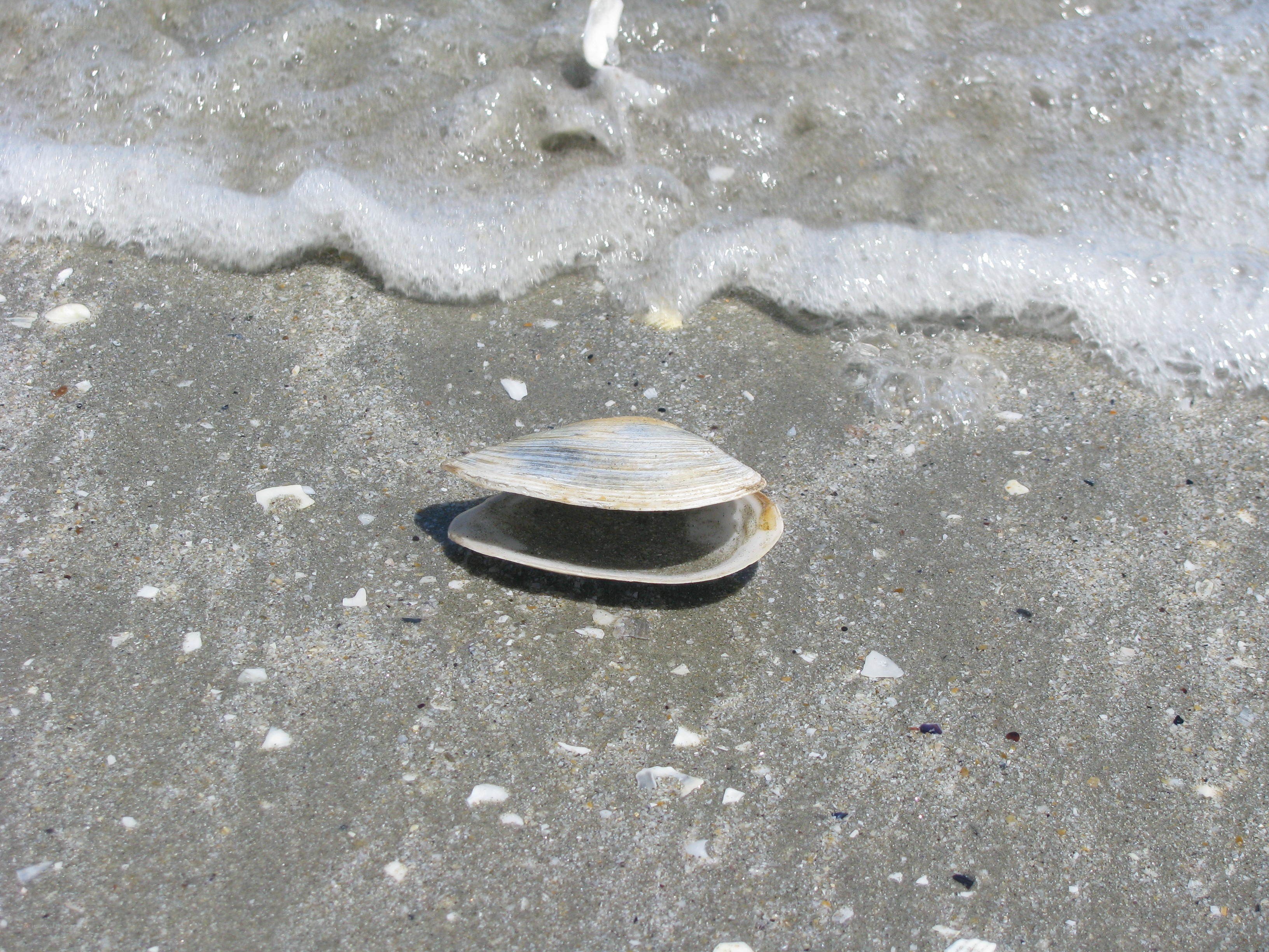 Clam shell on sandy beach