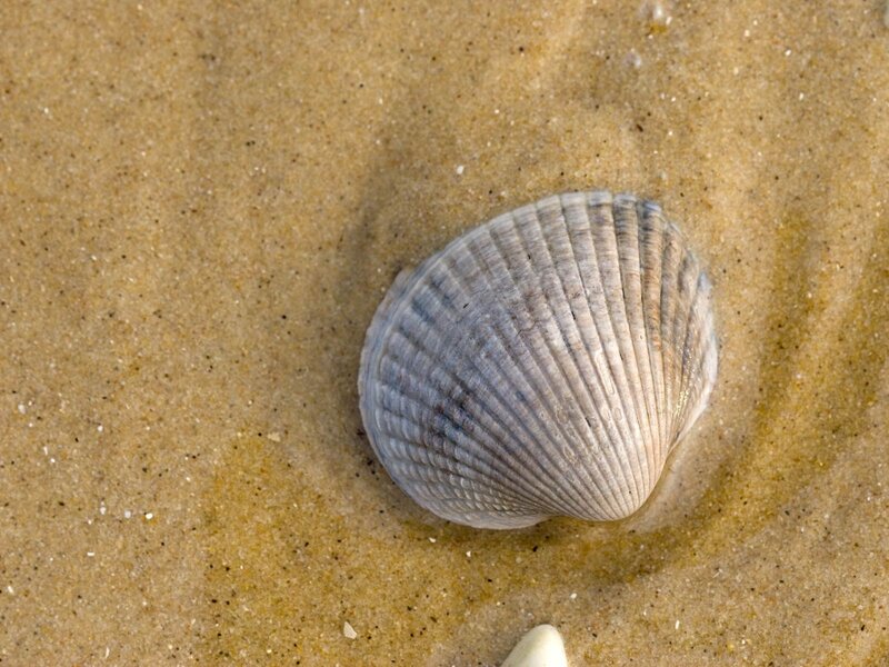 Clam shell on sandy beach