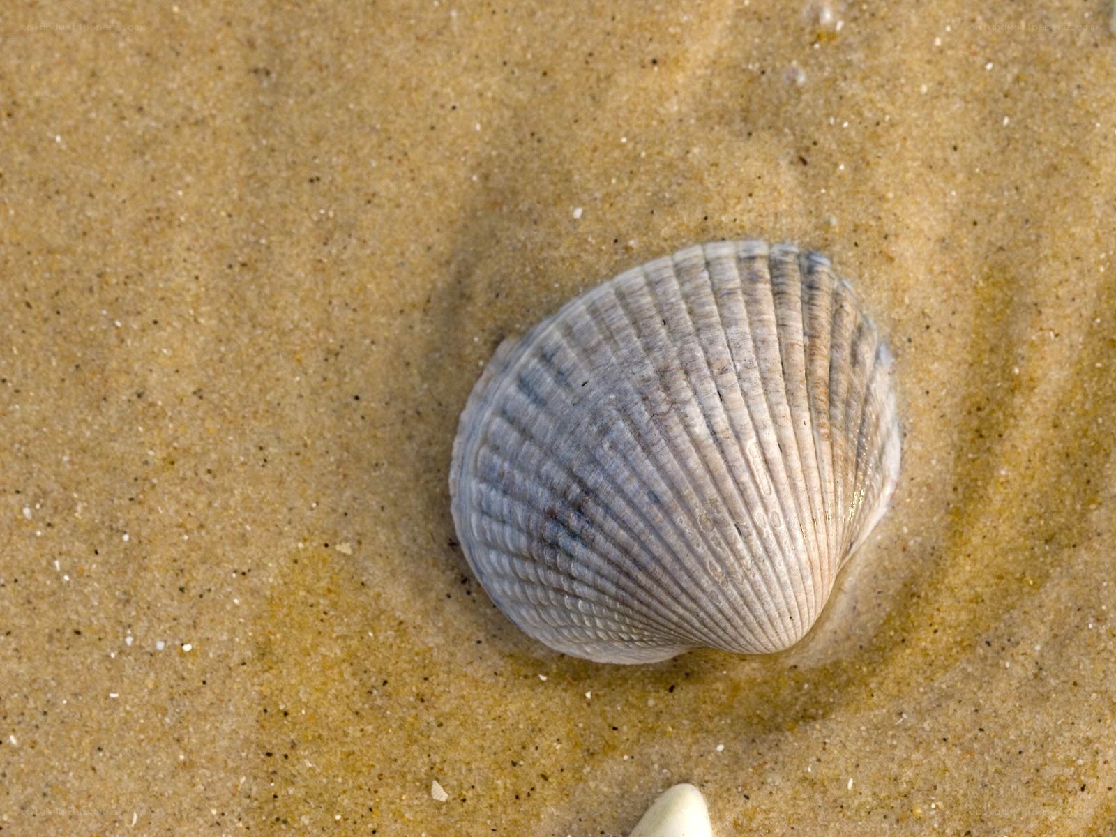 Clam shell on sandy beach