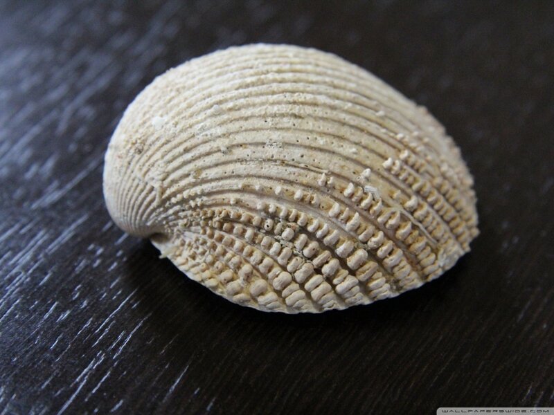 Clam Shell on Wood