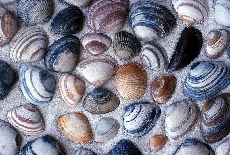Clam Shells on Sand