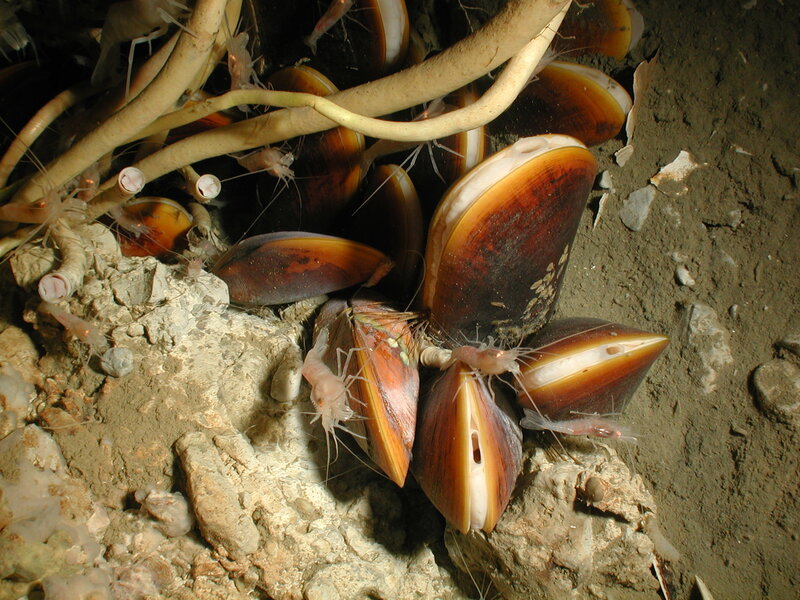 Clams and shrimp in a rocky crevice