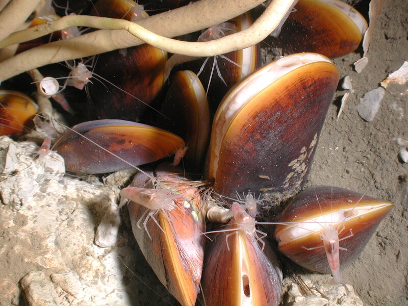 clams and shrimp in a tide pool