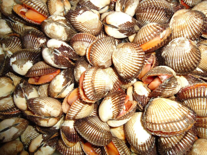 Clams in Shell