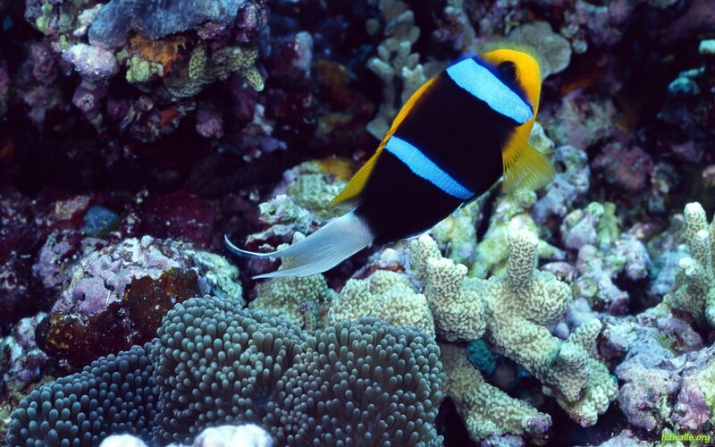 Clark's Anemonefish